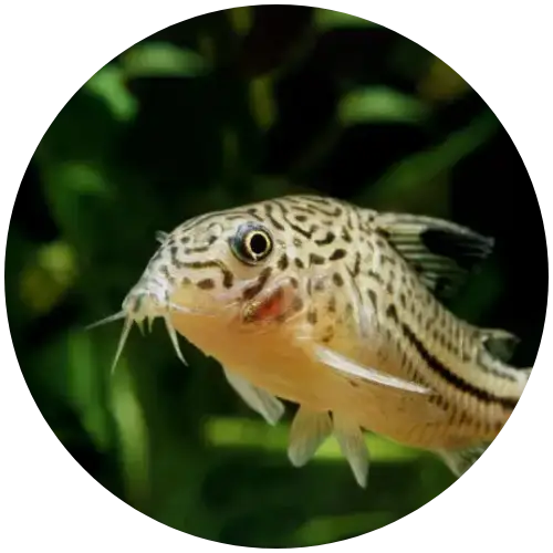 Corydoras