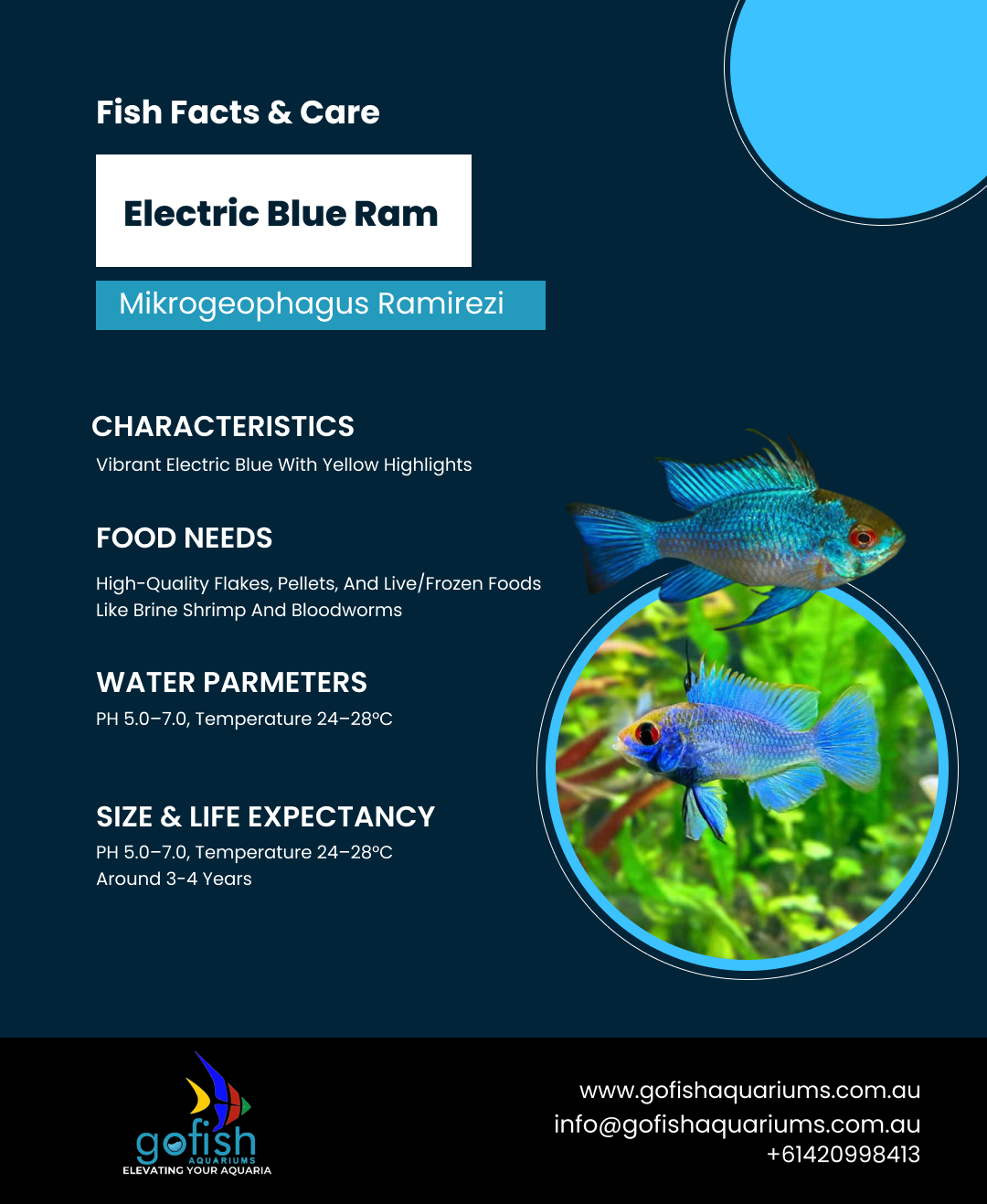 Electric Blue Ram