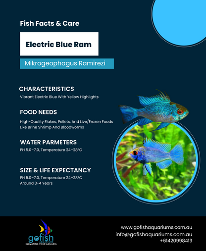Electric Blue Ram