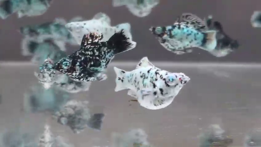 Elektrik Dalmatian Crystal Eye Molly
