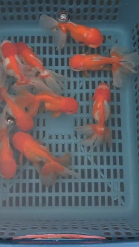 Fancy Gold Fish