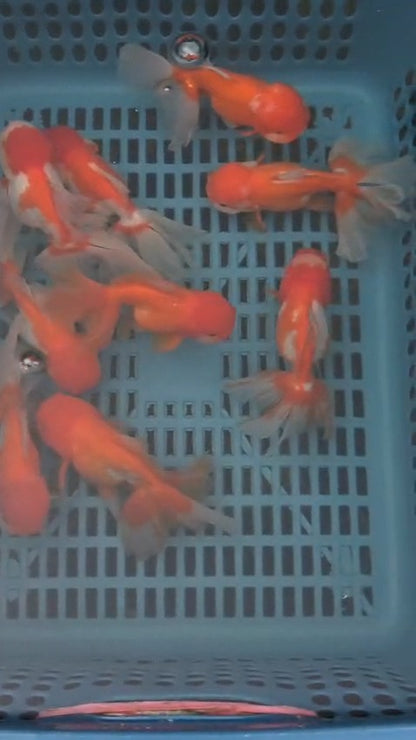 Fancy Gold Fish