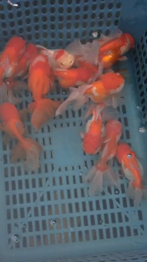 Fancy Gold Fish