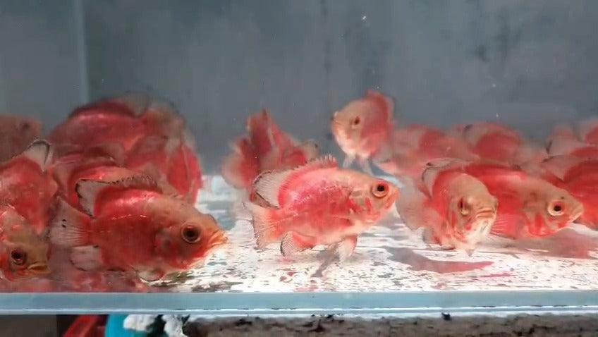 Fed chilli oscar