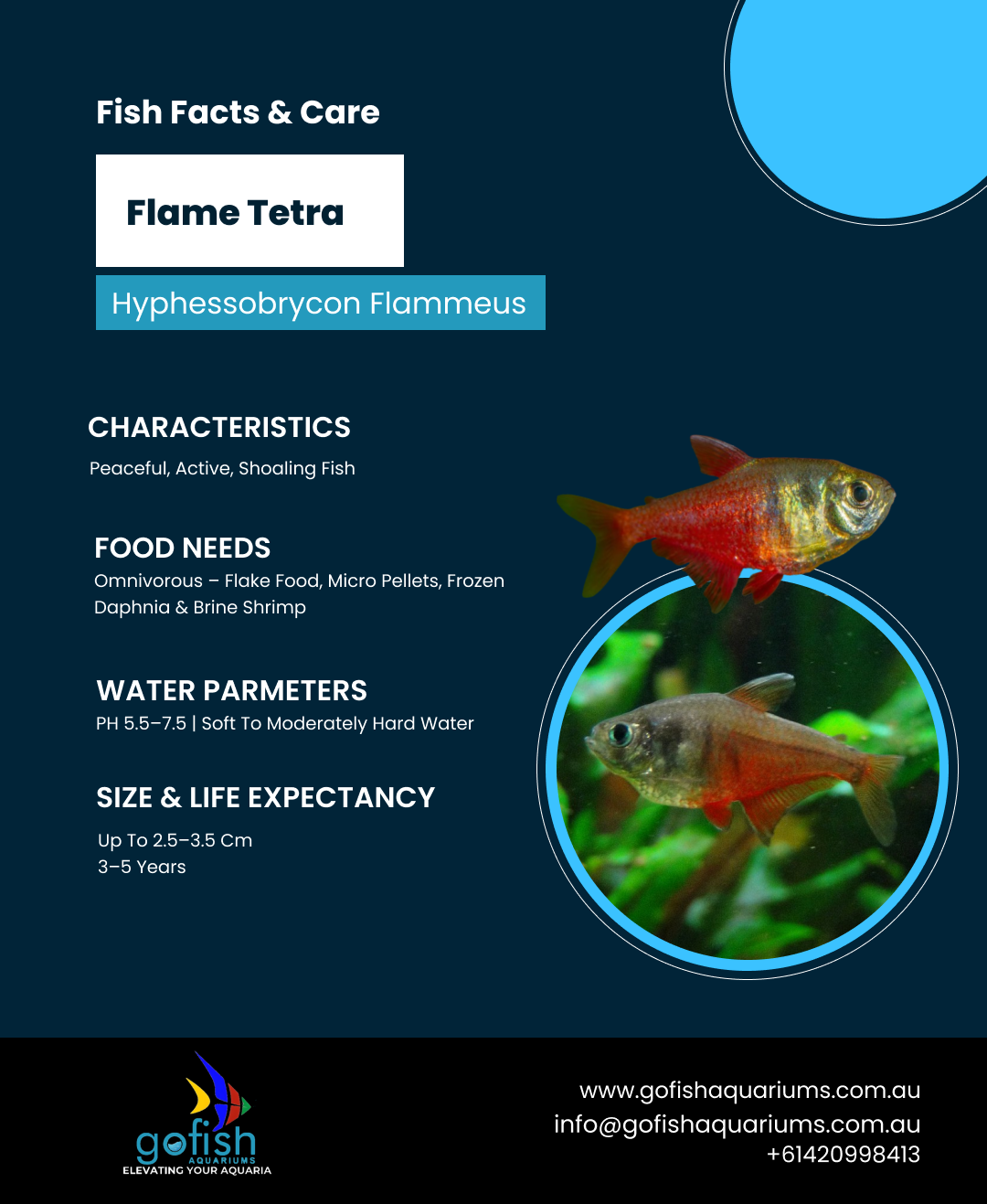 Flame Tetra