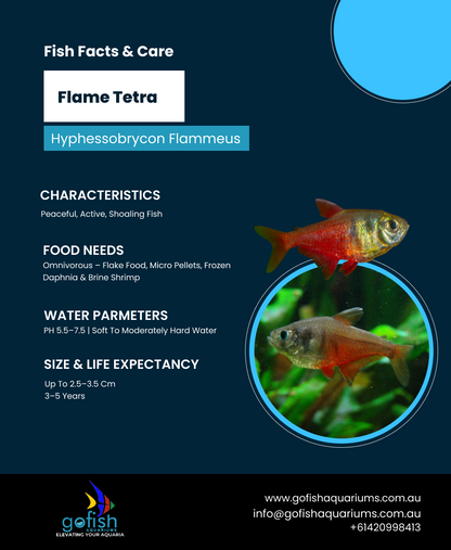 Flame Tetra