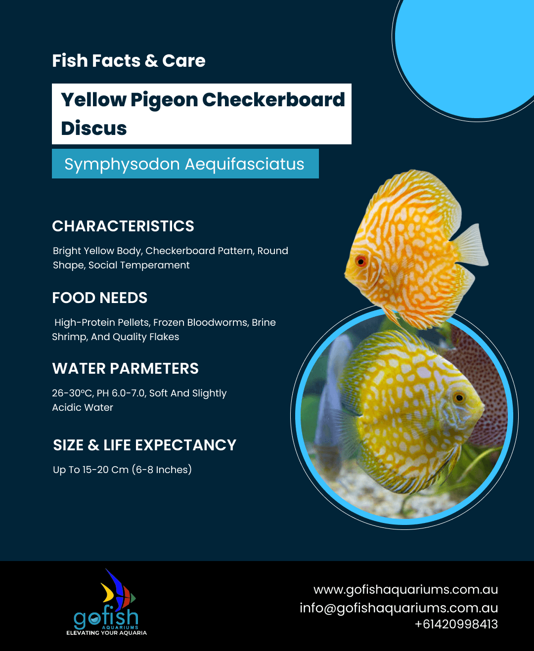 Yellow Pigeon Checkerboard