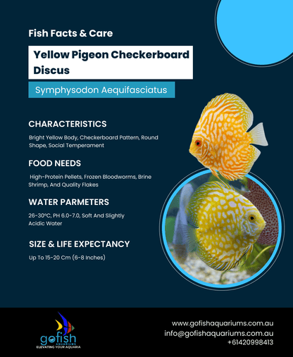Yellow Pigeon Checkerboard
