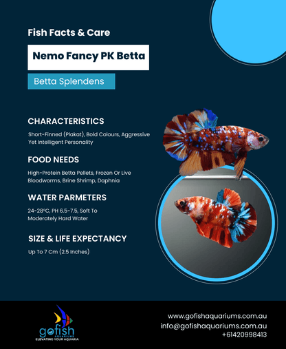 Female Fancy Nemo Pk
