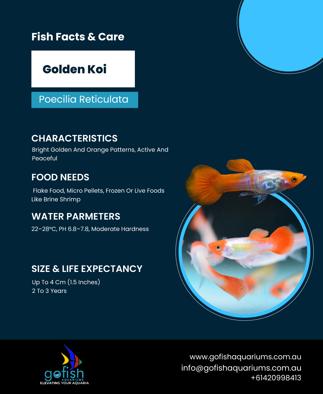 Golden Koi