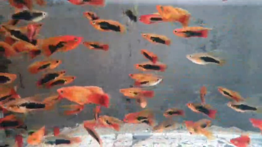 Hi fin Hawaiian platy