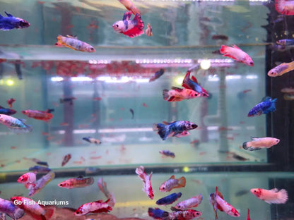 Trusted fish aquarium stores for you.