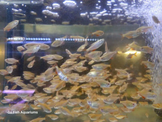 Convenient fish aquarium stores locations available.