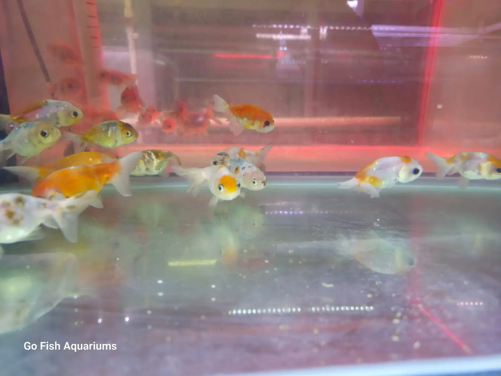 Lionhead Ranchu (Red, R/W, Calico) – Go Fish Aquariums