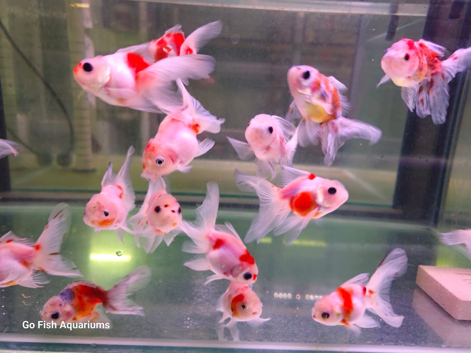 Fish for sale Australia & Aquariums – Go Fish Aquariums