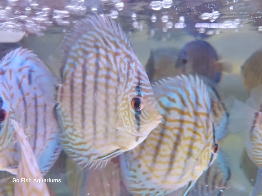 Turquoise Color Fish Blue Turquoise Discus – Go Fish Aquariums