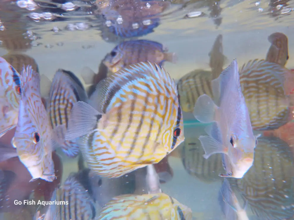 Turquoise Blue Discus Fish Blue Turquoise Discus – Go Fish Aquariums