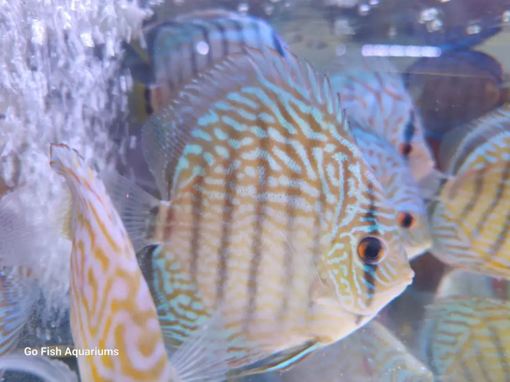 Turquoise Color Fish Blue Turquoise Discus – Go Fish Aquariums