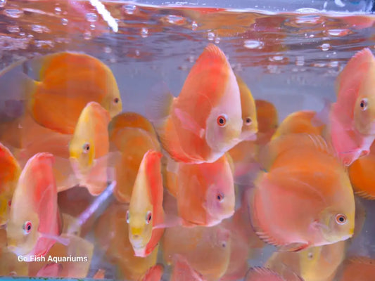 Buy live aquarium fish online today.