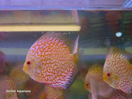 Browse live aquarium fish collections online.