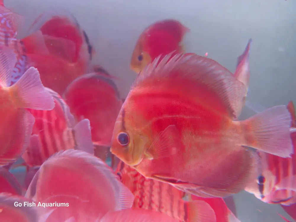 Stunning Pigeon Checkerboard Discus for your aquarium.