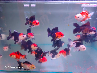 Oranda Panda and Tri Colour