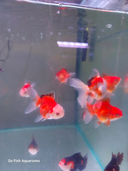 Oranda Panda and Tri Colour