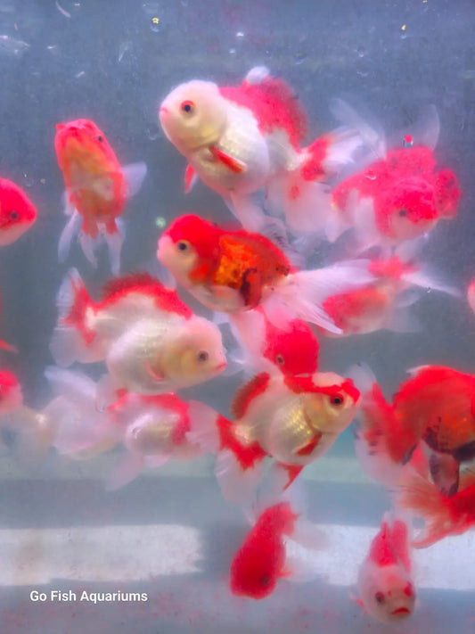 Oranda Red White Rosetail