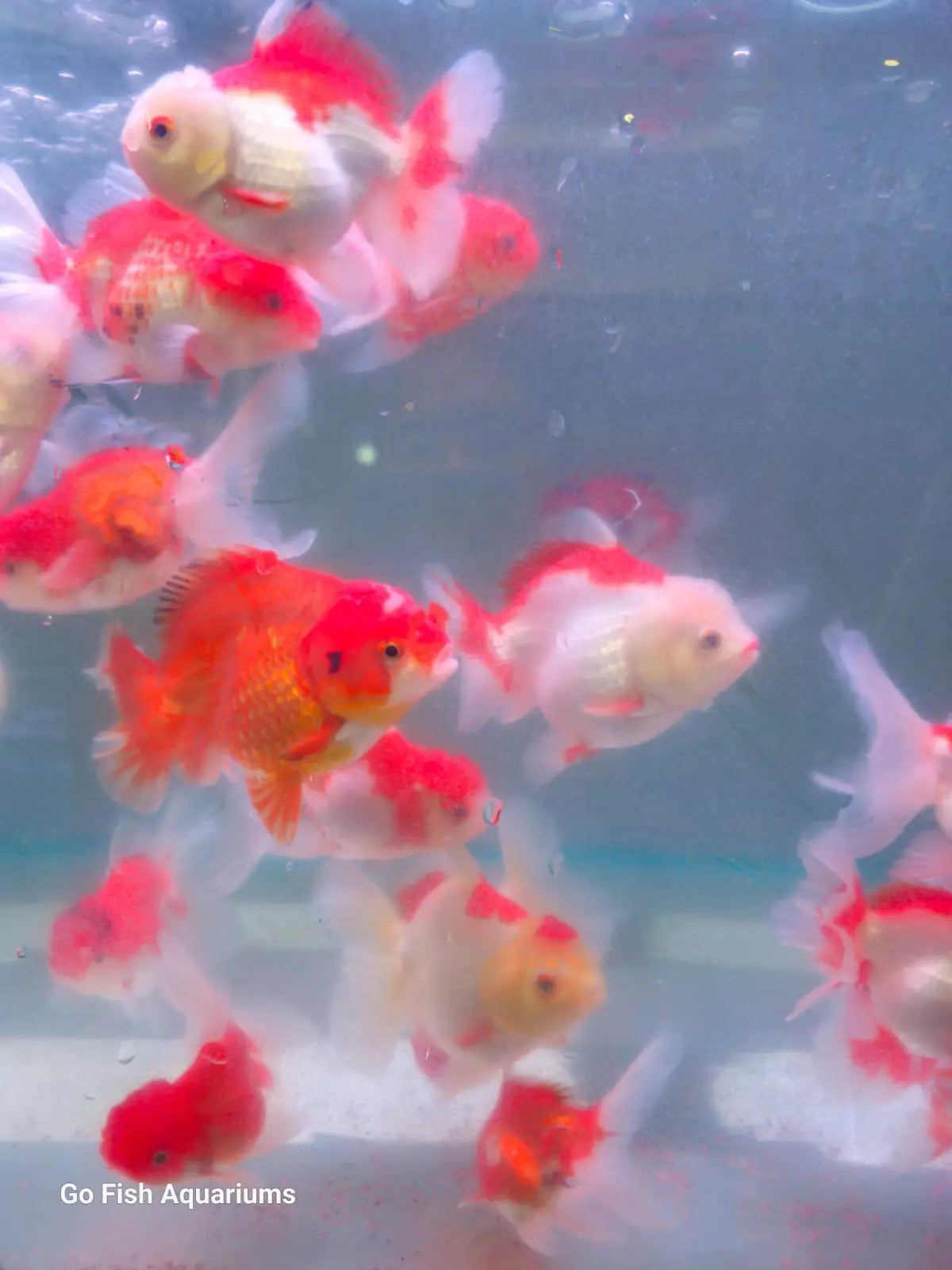 Oranda Red White Rosetail