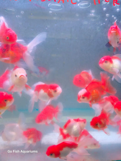 Oranda Red White Rosetail