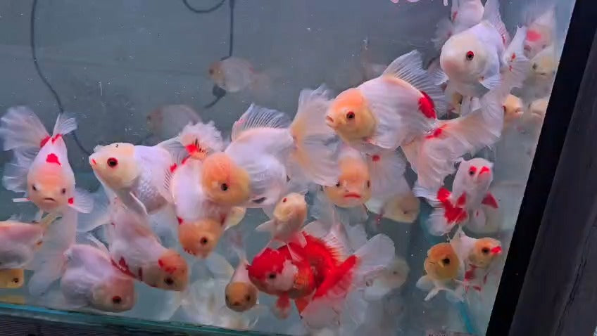 Lemon head oranda