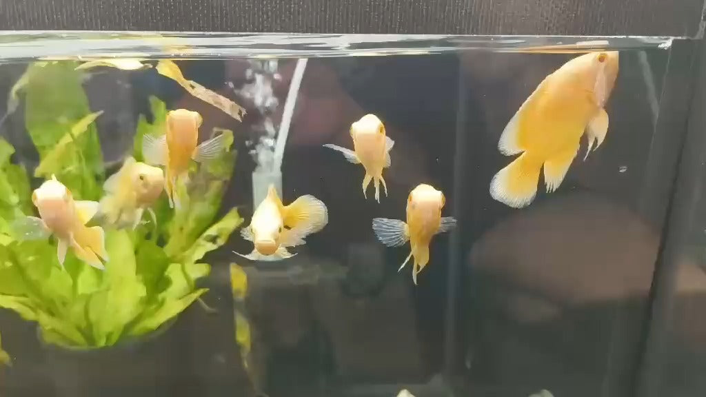 Lemon oscar