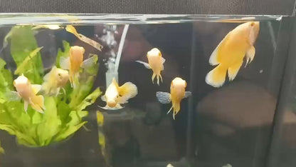 Lemon oscar