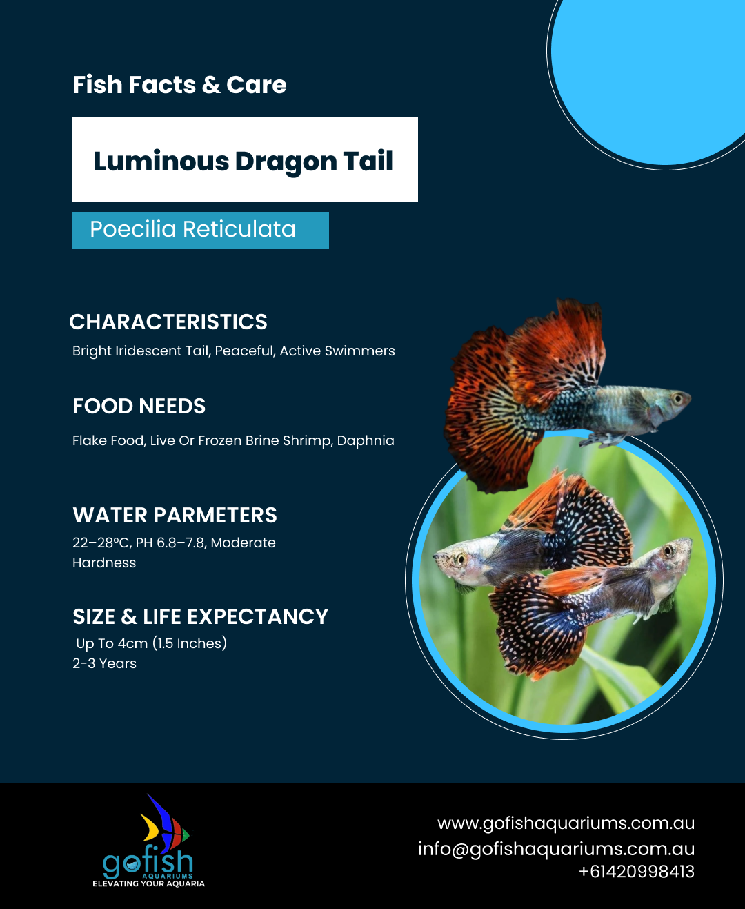 Luminous Dragon Tail