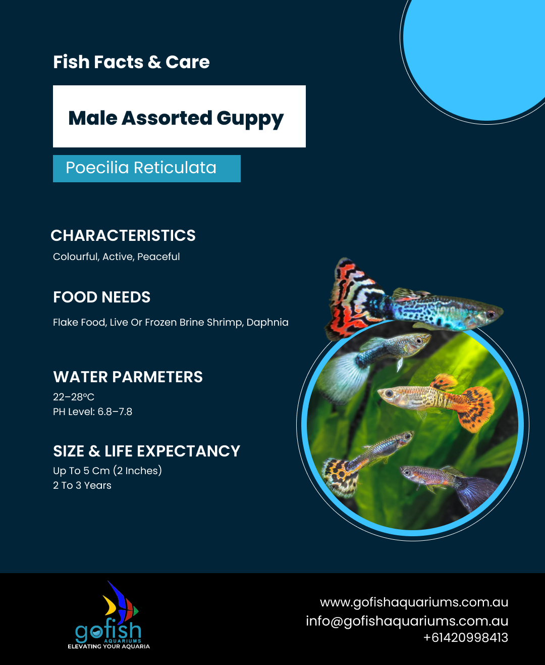 Male Assorted Guppy