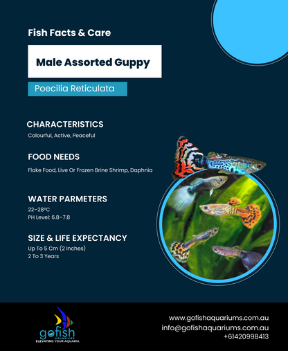 Male Assorted Guppy