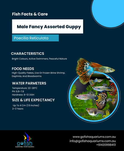 Male Fancy Assorted Guppy