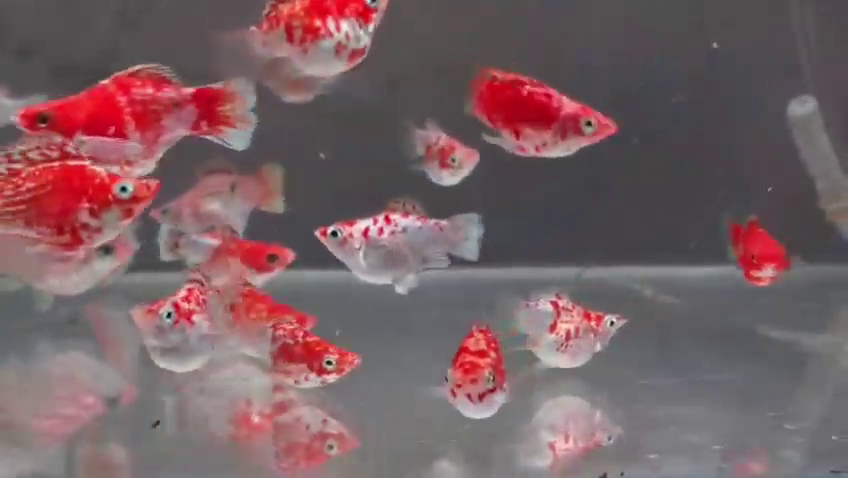 Marble Thailand Balloon Molly