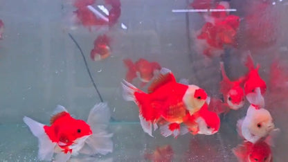 Oranda rose tail 10 to 11cm