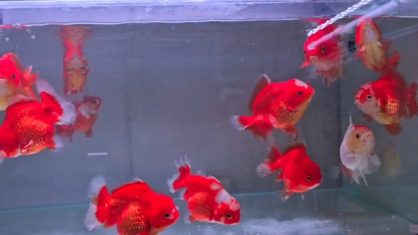 Oranda short body and short tail