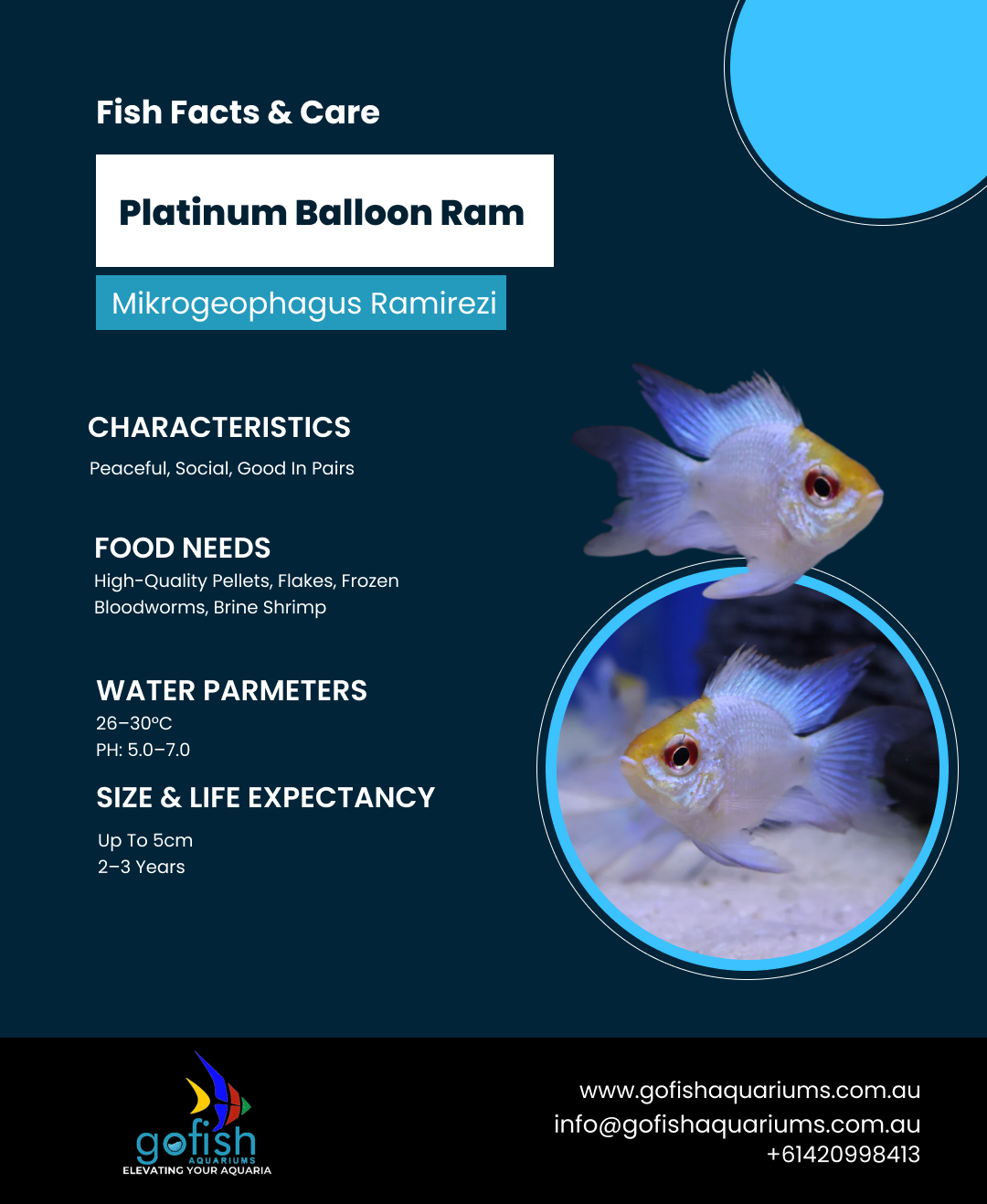 Platinum Balloon