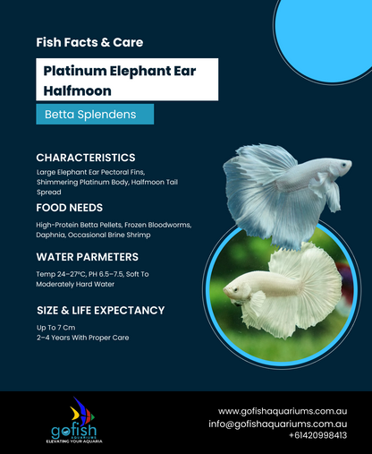 Platinum Elephant Ear Halfmoon