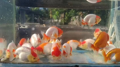 Ranchu red and white