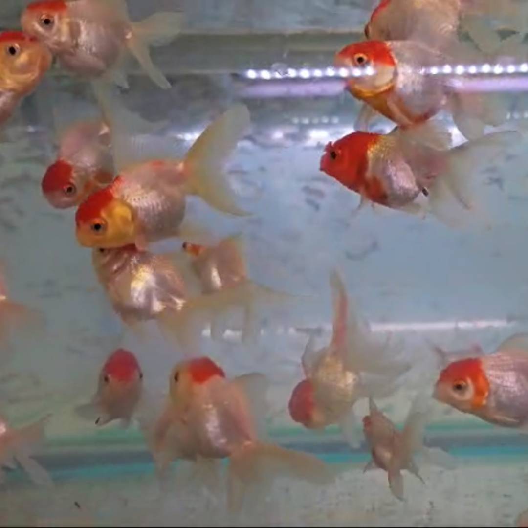 Oranda Red Cap