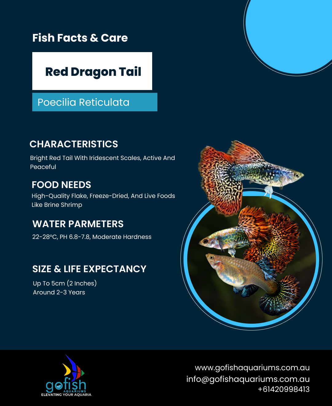 Red Dragon Tail