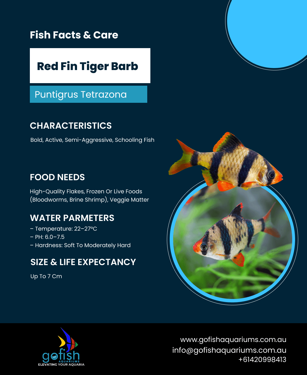 Red Fin Tiger Barb