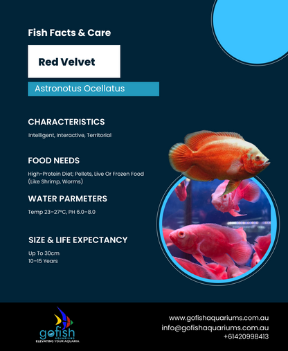 Red Velvet Oscar