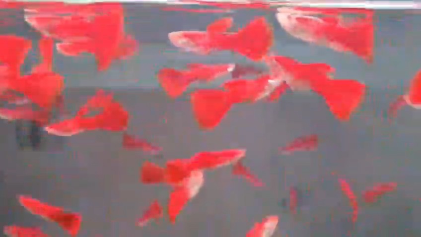 Red albino fancy guppy