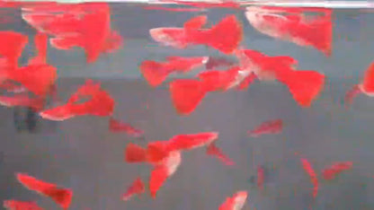 Red albino fancy guppy