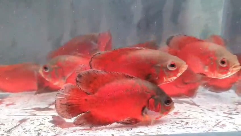 Red copper oscar